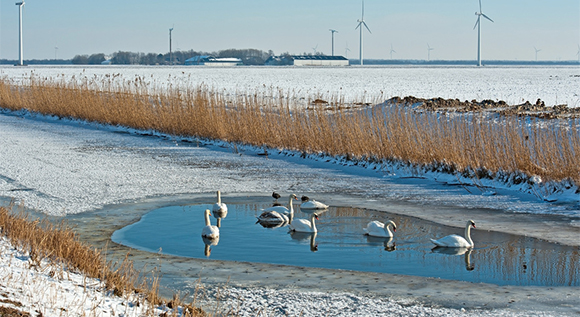 Swans on frozen canal and snow-covered field with wind turbines in the background.