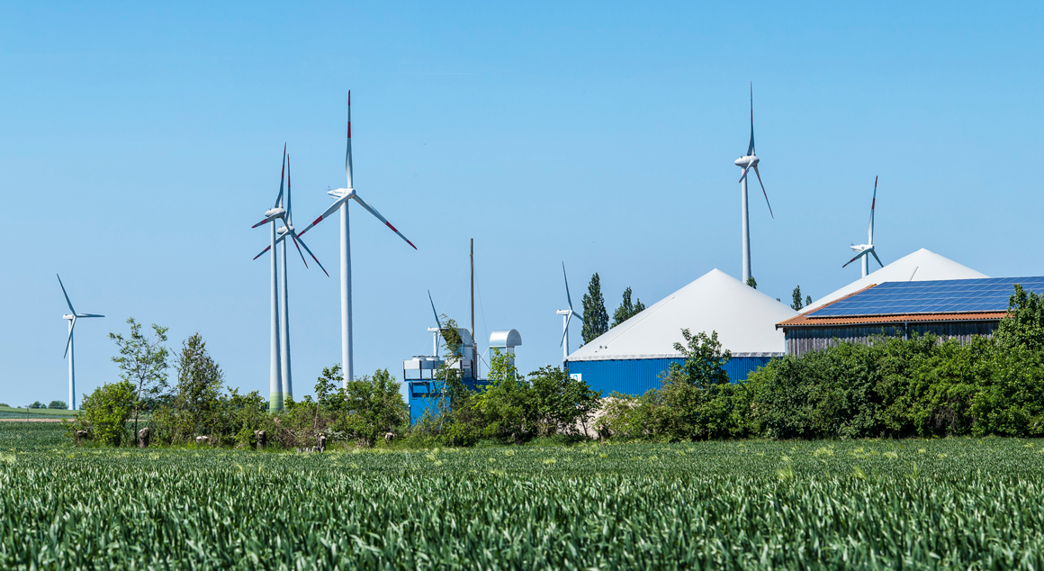 Blick über Maisfeld mit Biogasanlage, Stallgebäude mit Photovoltaikanlage, dahinter Windräder